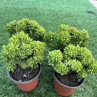 满9.9元包邮钻石葡萄春萌缀化多肉植物新手好养带淡清香净化空气