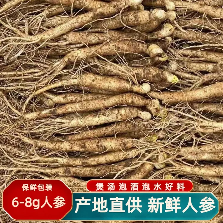 【正宗长白山鲜人参】现挖60至80支足龄参产地直发鲜人参煲汤泡酒
