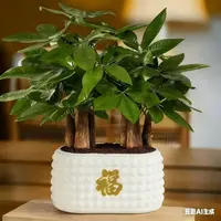 6杆发财树盆栽易活植物室内客厅小盆景四季常青内盆栽花卉王