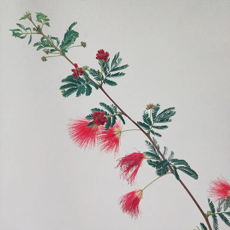 【带花苞花期长花量大】日本高丽姬合欢红花粉绿植盆栽素材花卉室内