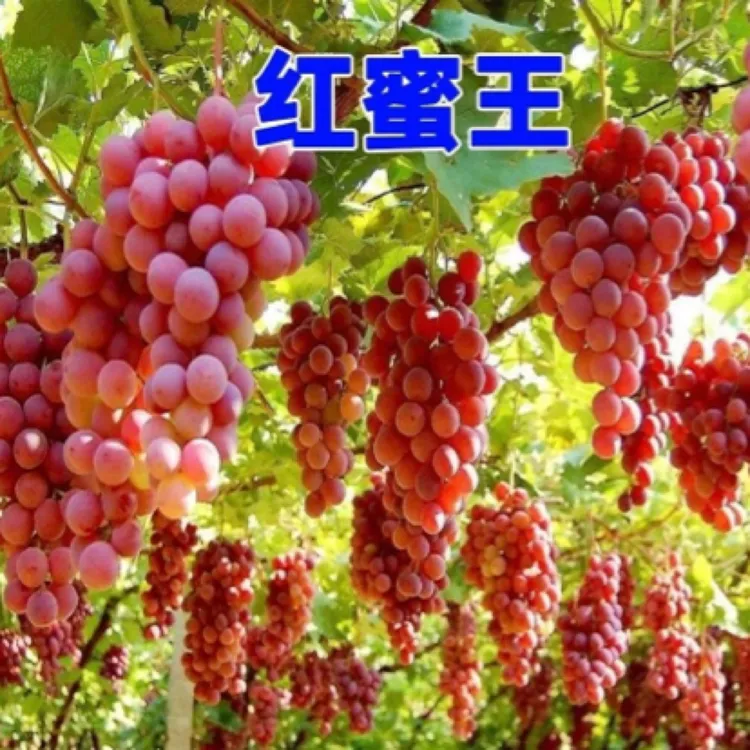 耐冻爬藤王大粒葡萄带果树苗（爬藤快结果多产量高）荔枝树蓝莓树