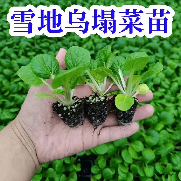 【可越冬】秋冬菜苗雪地乌塌菜秧苗耐寒黄心乌塌菜苗耐寒高产抗病
