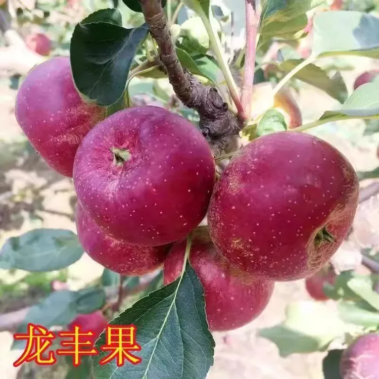 龙丰果树苗嫁接苗东北酸甜可口的小苹果树苗盆栽地栽耐寒当年结果