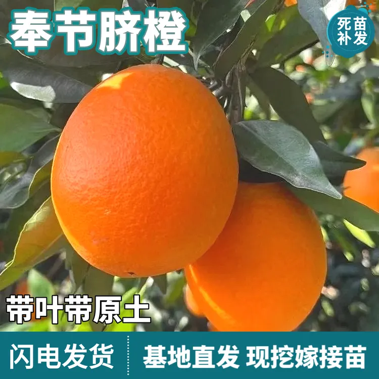 奉节脐橙树苗南北方庭院盆栽地栽种植嫁接香甜橙子果树苗当年结果
