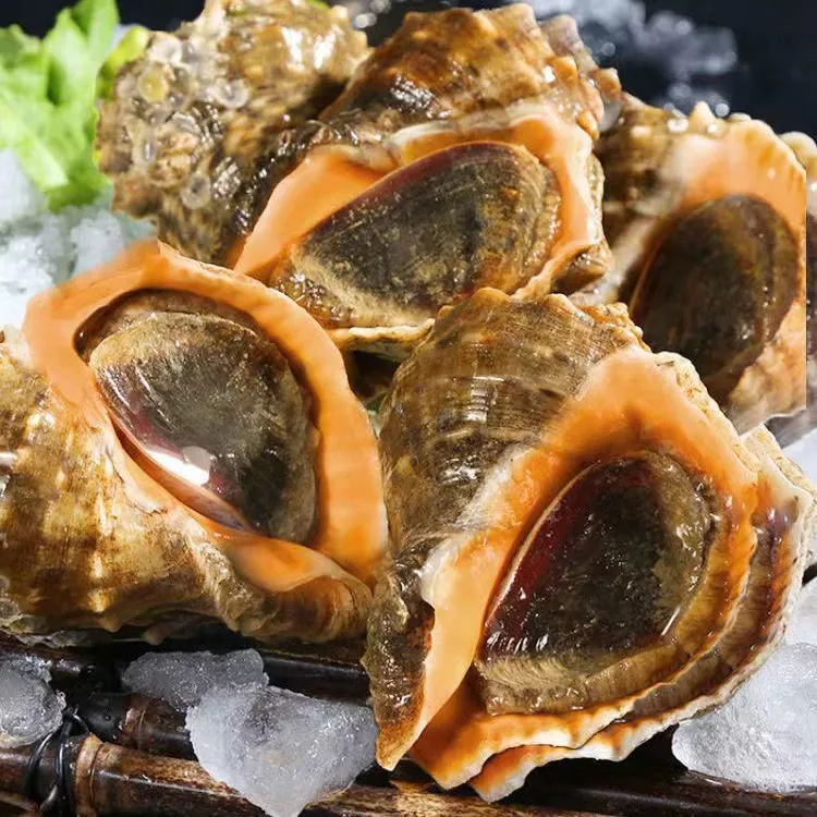 莱州当地中号海螺