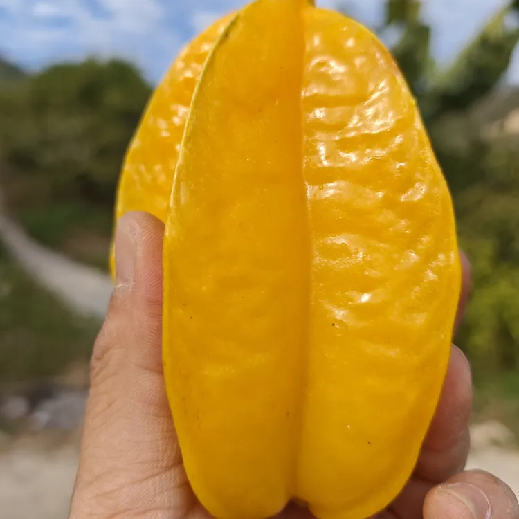 福建漳州下河杨桃新鲜现摘清甜应季产地直发爽口多汁热带水果顺丰