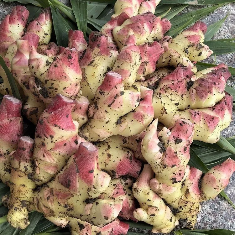 湖北生姜正宗恩施凤头嫩姜富硒特产新鲜小黄姜腌制无丝现挖现发