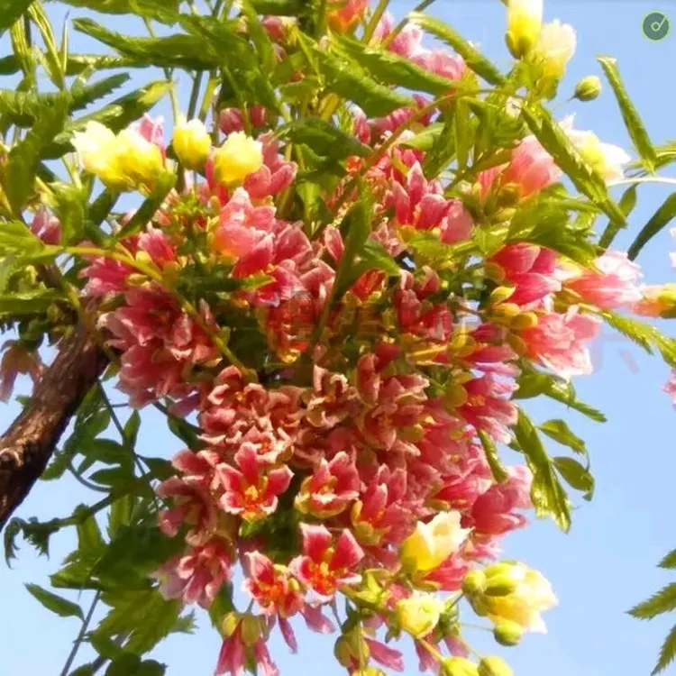 文冠花树苗盆栽地栽文冠果苗庭院别墅南北方种植文官树四季长青植