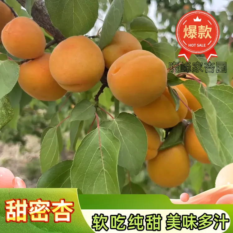 【软吃纯甜】老品种大密杏大黄杏孕妇水果新鲜采摘应季水果2斤4斤