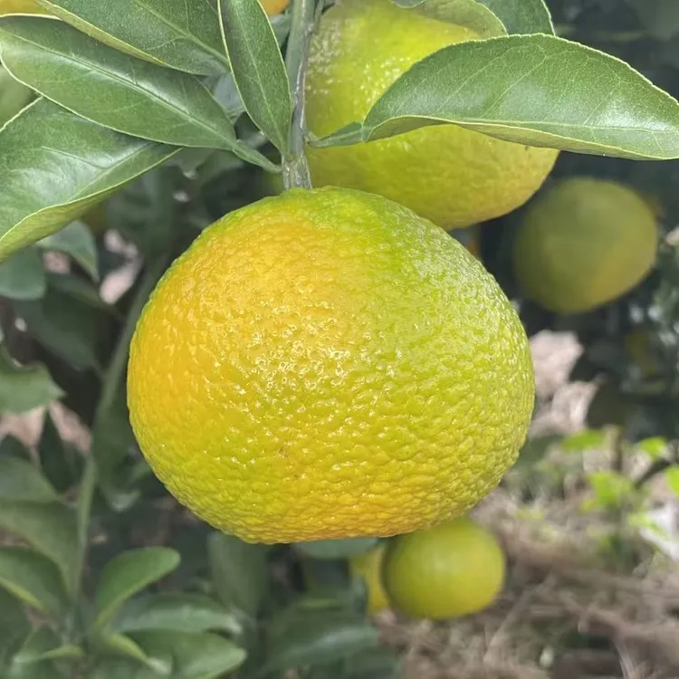 福建建阳崇雒桔柚新鲜现摘现发 送礼佳节必备10斤装