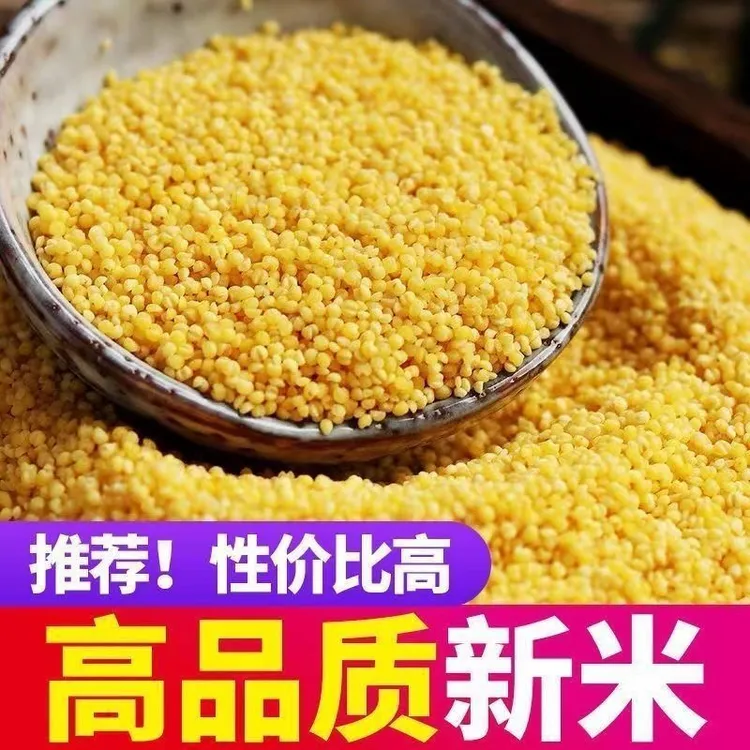 黄小米熬粥米油丰富月子食用粗粮