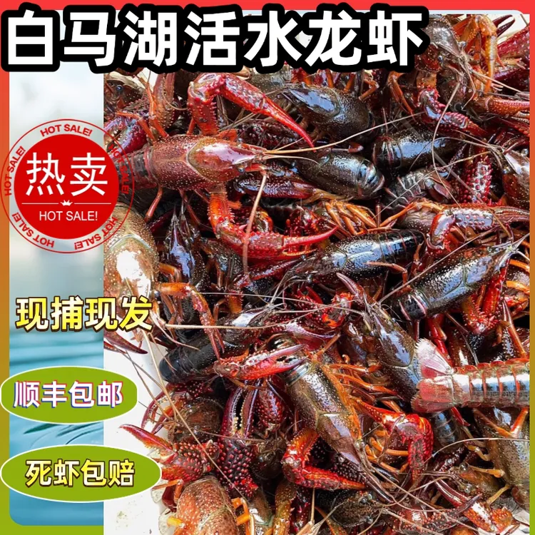 白马湖活水龙虾干净肉质鲜美紧实