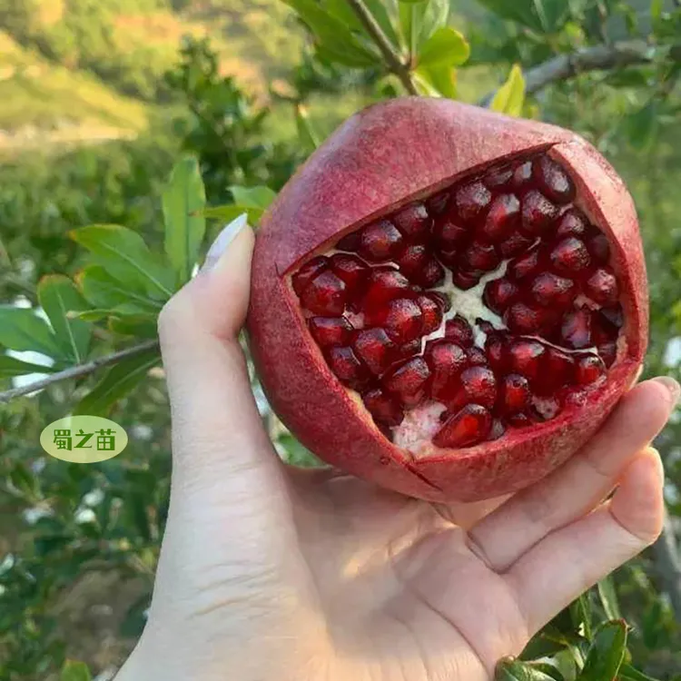 石榴苗视频[突尼斯软籽石榴树苗]