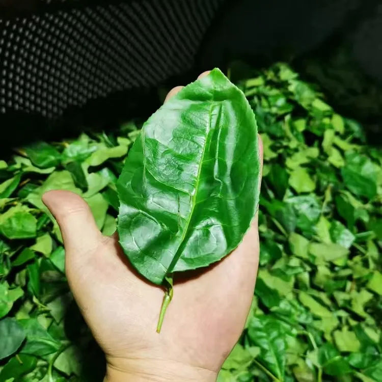 2025【中下火雪梨佛手】250克散茶稀有品种