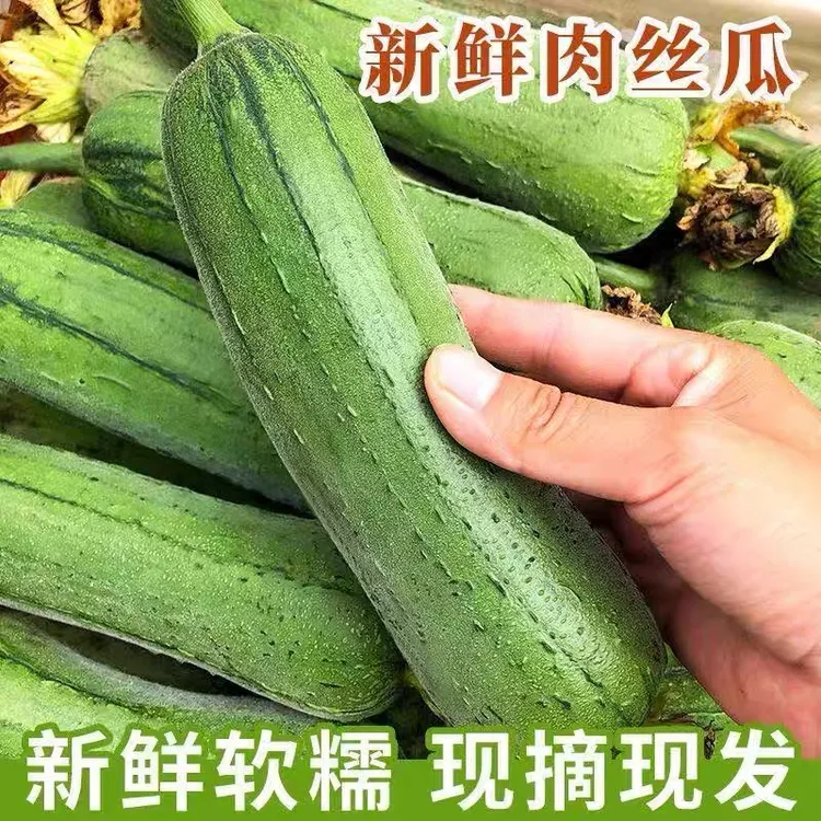 新鲜肉丝瓜！清甜鲜嫩带软籽水瓜台湾品种丝瓜福建漳州产地直发