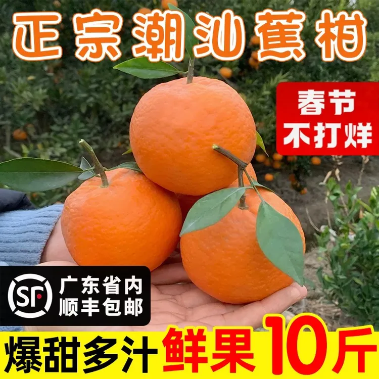 潮州柑潮州焦柑蕉柑顺丰包邮潮汕老柑正宗柑新年柑橘拜年柑橘橘子