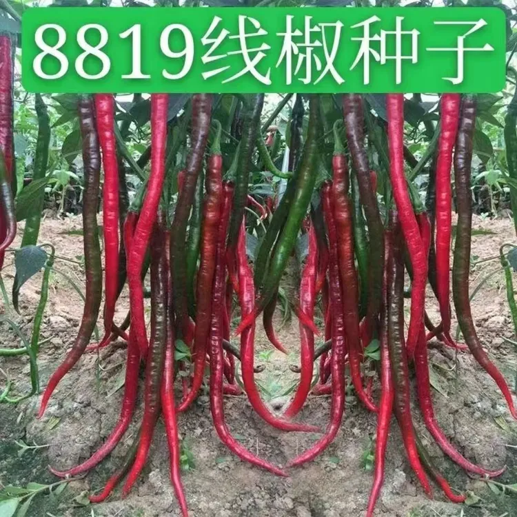 8819线椒种子四季种植盆栽阳台