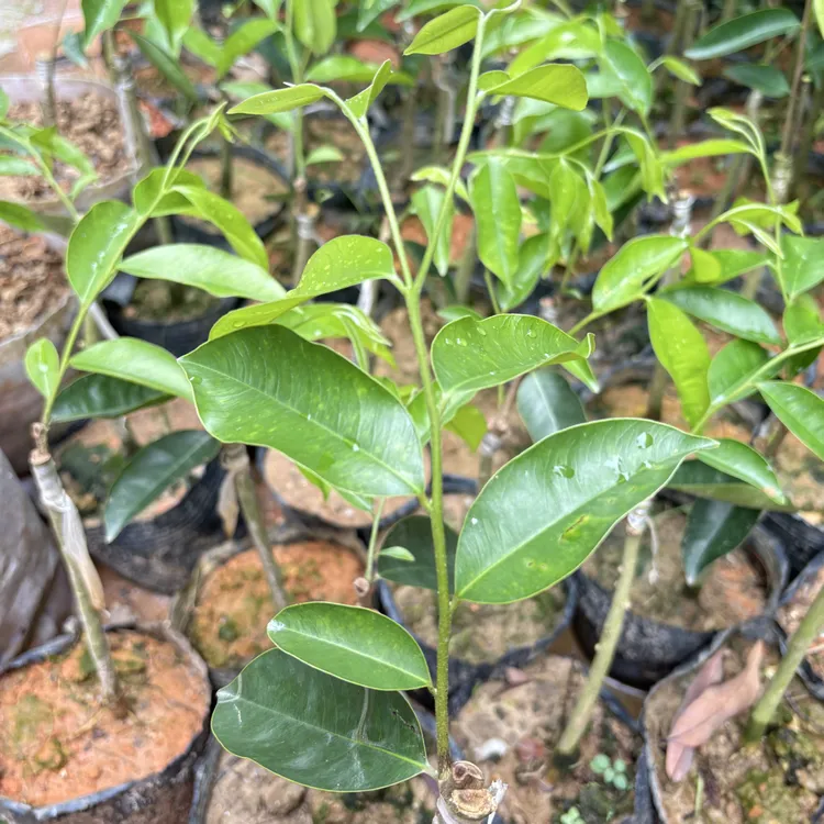 自然结香虎斑2号正宗一代苗