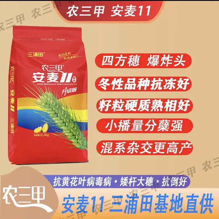 安麦11  农三甲矮杆大穗大群体抗倒性好，产量高安麦11麦种