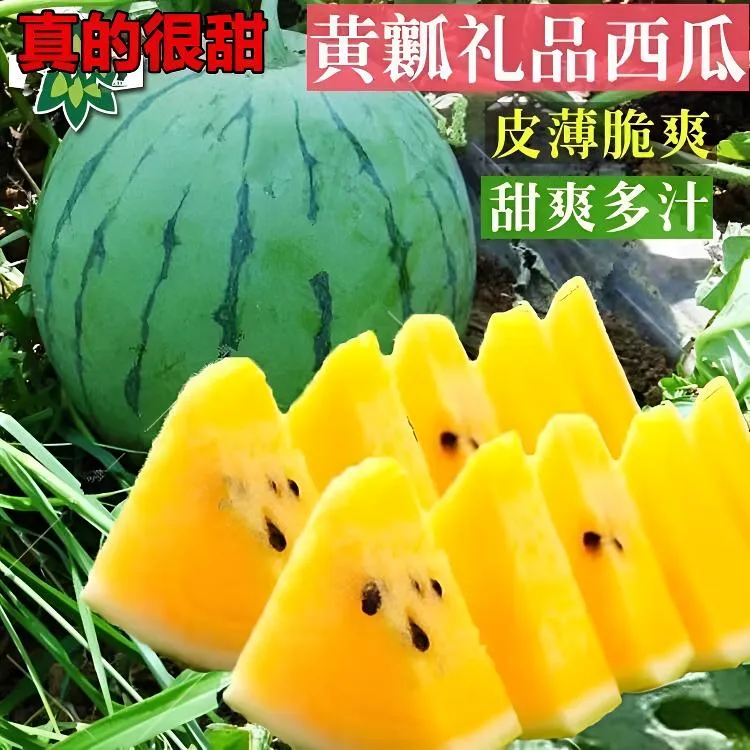 黄心小凤礼品西瓜种子黄瓤礼品小西瓜籽黄肉基地小凤黄心礼品西瓜