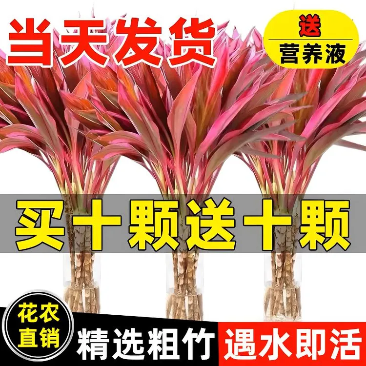 朱蕉鸿运紫竹富贵竹水培植物好养客厅室内盆栽水养绿植富贵竹水养