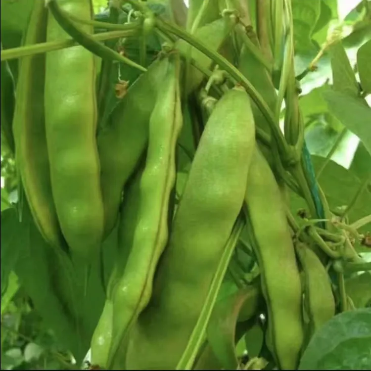 东北小园 豆角 农家小园现摘无筋不柴  3斤包邮