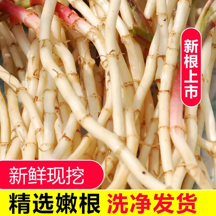新鲜折耳根嫩根当季蔬菜可凉拌农家自种