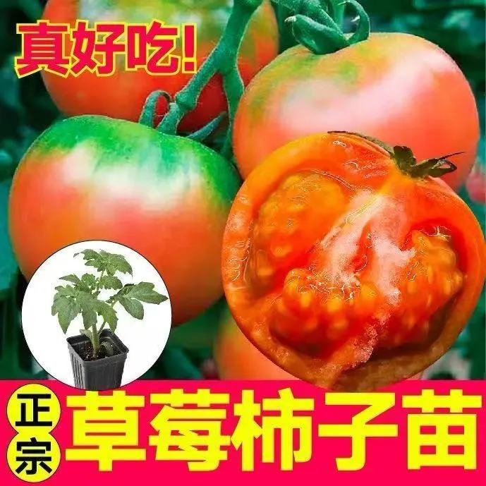 番茄苗水果口感超甜四季可种盆栽蔬菜苗