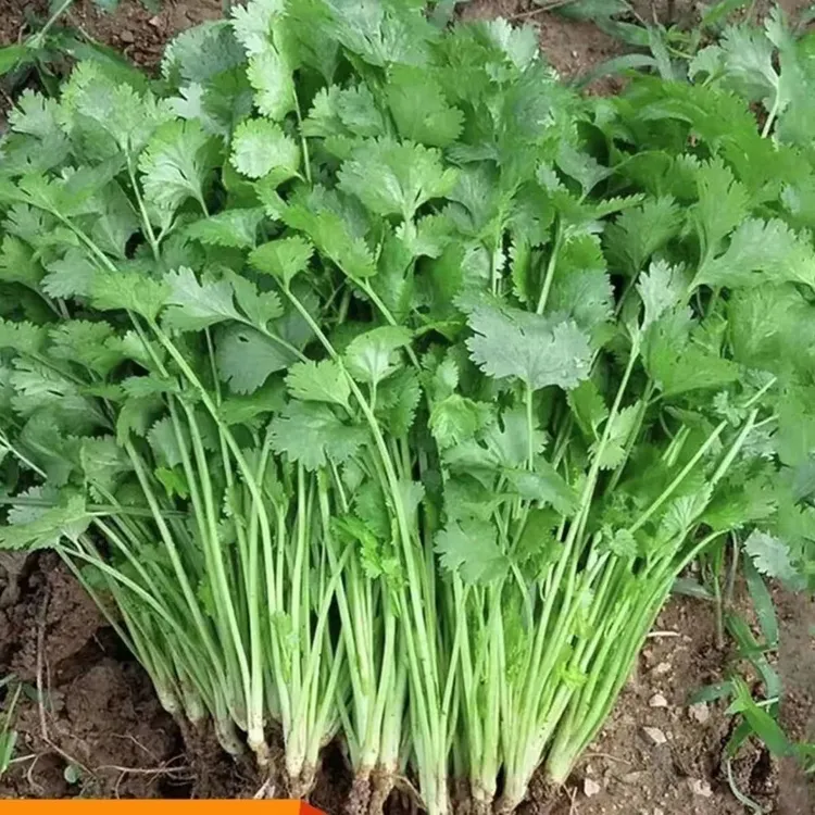 四季种植四季大叶香菜种子新鲜蔬菜浓香味纯正三天生香菜蔬菜种子