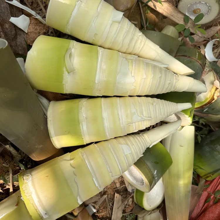 过季清空明年上新广东英德新鲜麻竹笋当季蔬菜现挖正宗