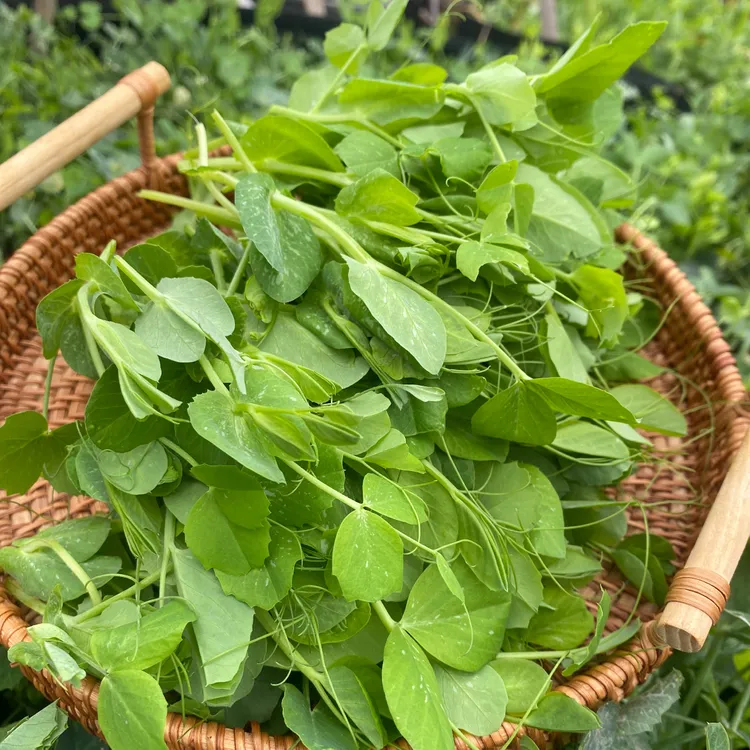 贵州龙里豌豆尖时令蔬菜现摘鲜嫩豆苗豌豆颠火锅农家自种应季头茬