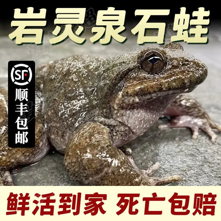 高山石蛙鲜活石鸡深山活泉石鲮石冻棘胸蛙滋补妇孺月子老人大补