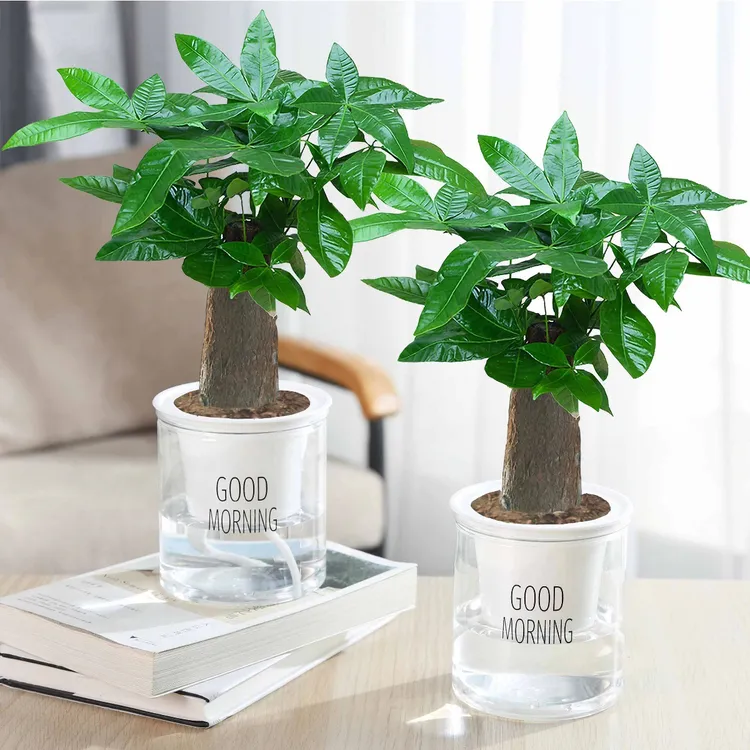 水培发财树盆栽植物室内发财摆件办公室桌面绿植除甲醛耐好养绿植