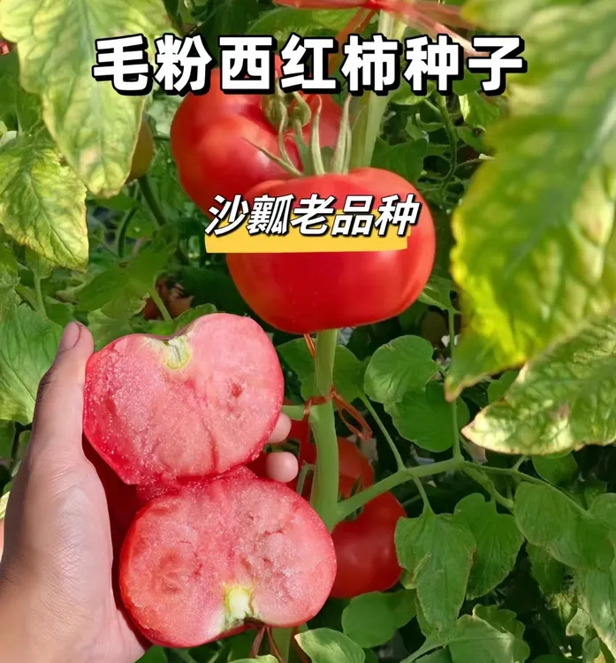 【毛粉番茄种子】番茄红番茄西红柿种子四季阳台