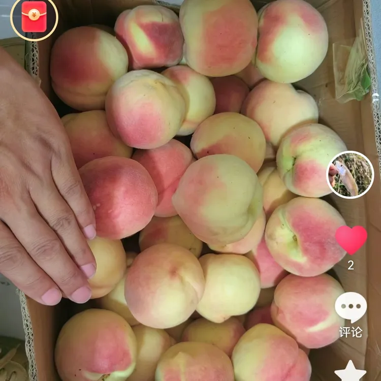 渭南21世纪水蜜桃新鲜现摘鲜甜多汁脆软两吃应季水果
