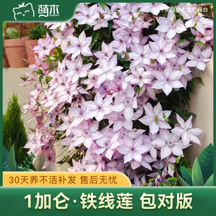 【郭姐专属】萌木园艺铁线莲1加仑中苗盆栽