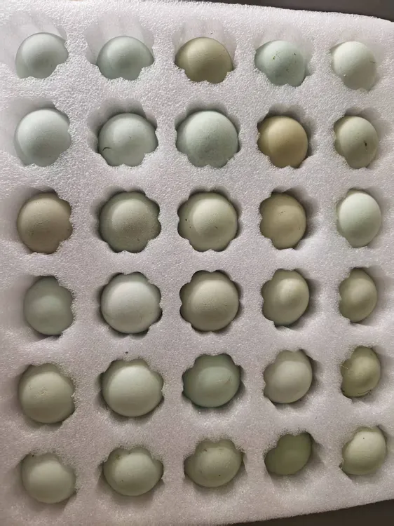顺丰包邮纯粮林下散养五黑绿壳土鸡蛋套装