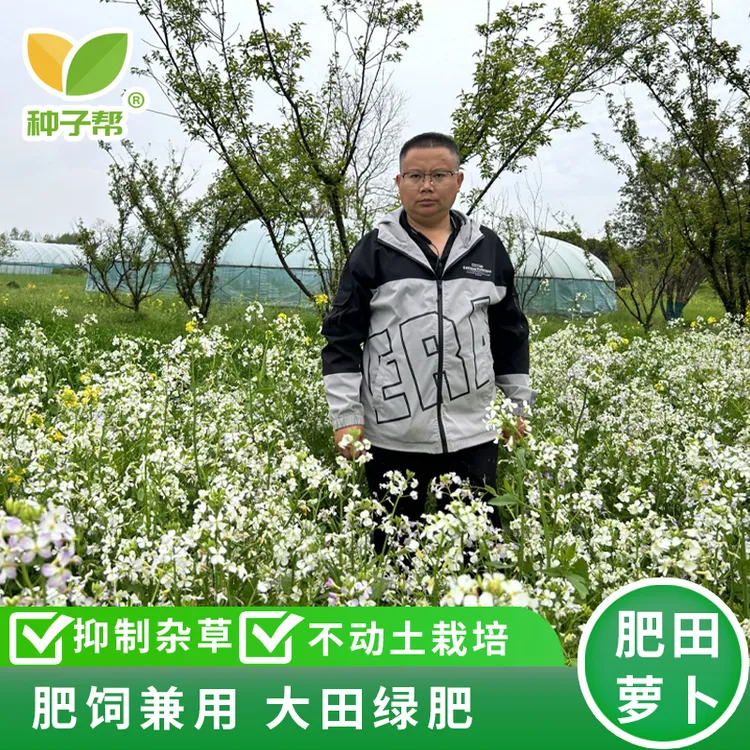 肥田萝卜净籽，春季播种优质的果园绿肥，肥饲兼用，柔嫩耐旱耐寒