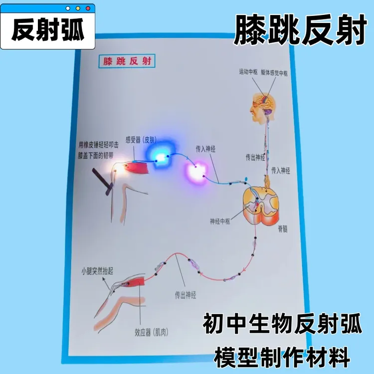 膝跳反射弧模型初中生物科学实验教学具制作材料包DIY创意小发明