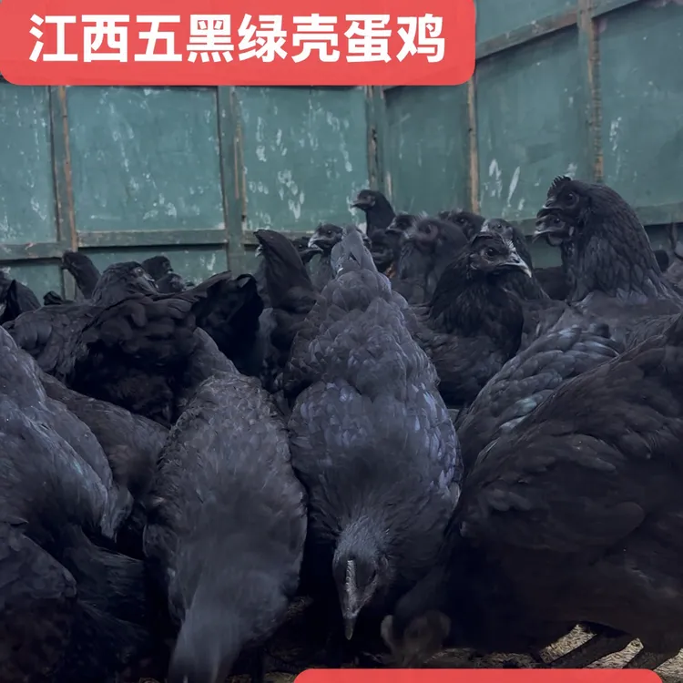 山林散养乌骨鸡五黑鸡绿壳蛋鸡包邮生鲜整鸡