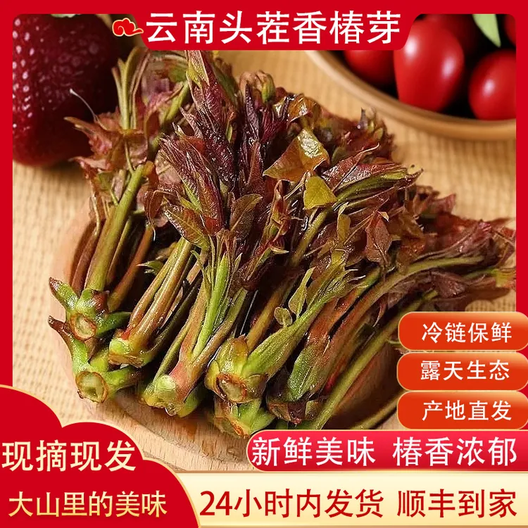 新鲜香椿芽云南当季头茬露天红油香椿嫩芽鲜美可口顺丰包邮香椿