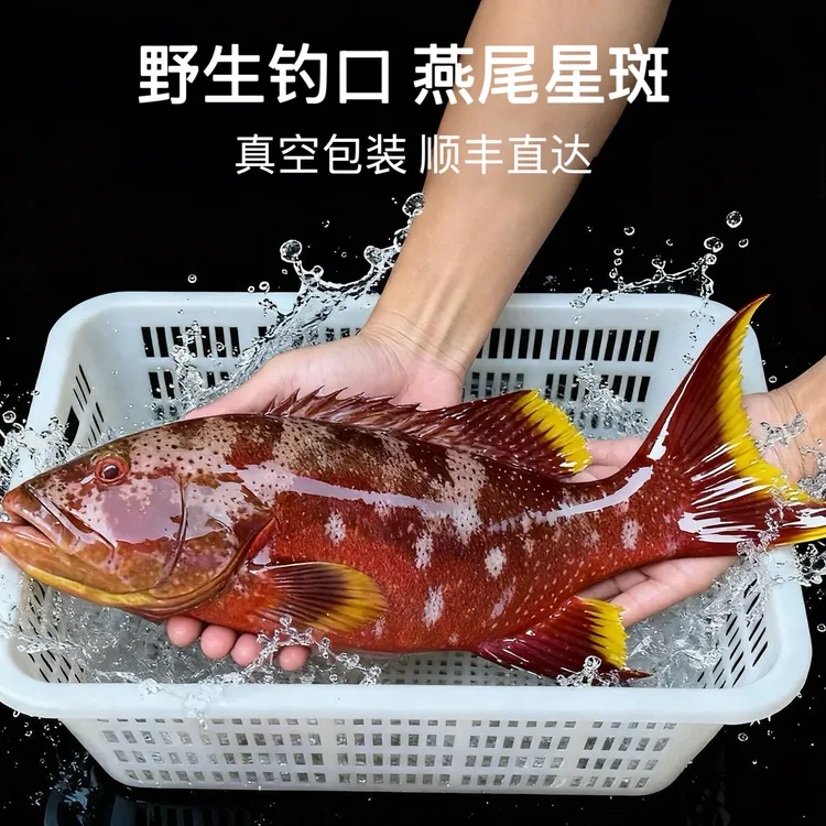 深海新鲜燕尾东星斑可红烧清蒸的海鱼石斑鱼