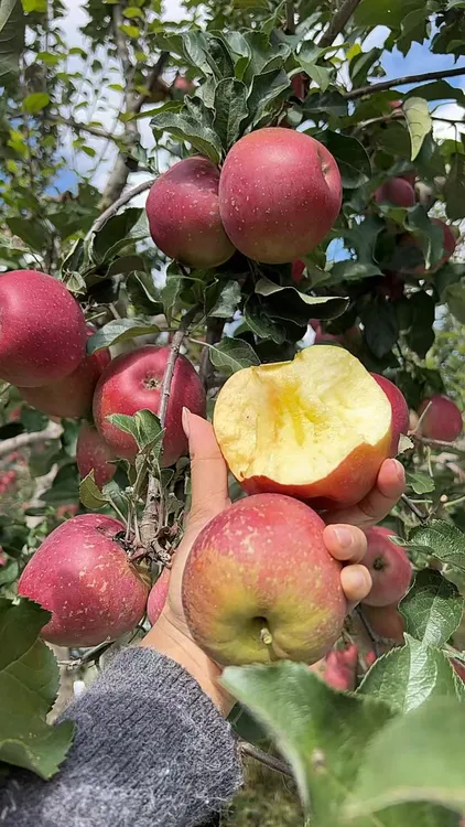 【美宝贝专属】云南昭通糖心苹果新鲜水果现摘丑苹果包邮