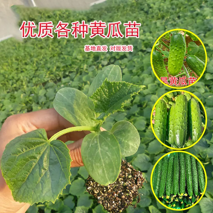 高产黄瓜秧苗密刺黄瓜苗旱黄瓜苗鲜美水果黄瓜苗带土四季蔬菜苗