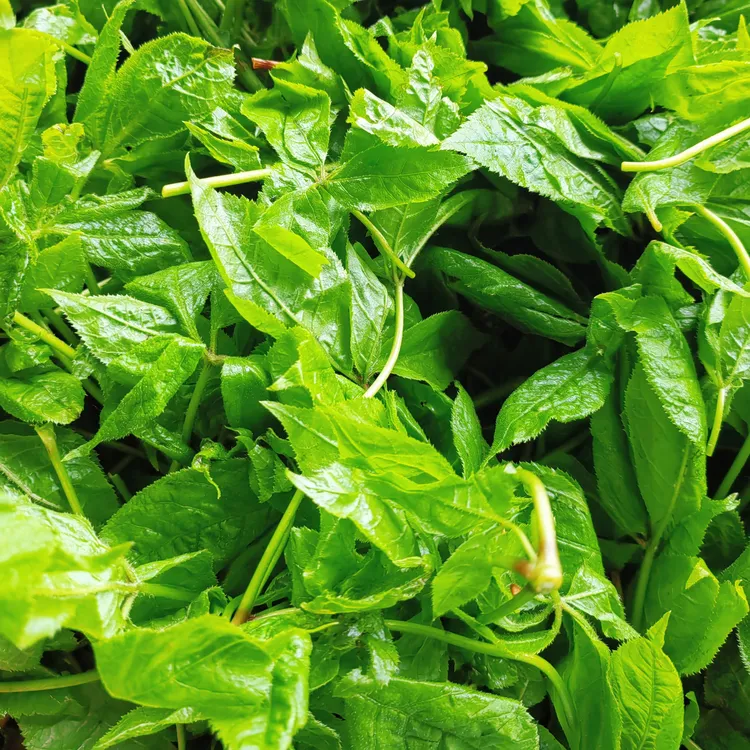 东北山野菜 新鲜野生刺五加叶一箱6袋。3.5斤左右。蘸酱。包饺子