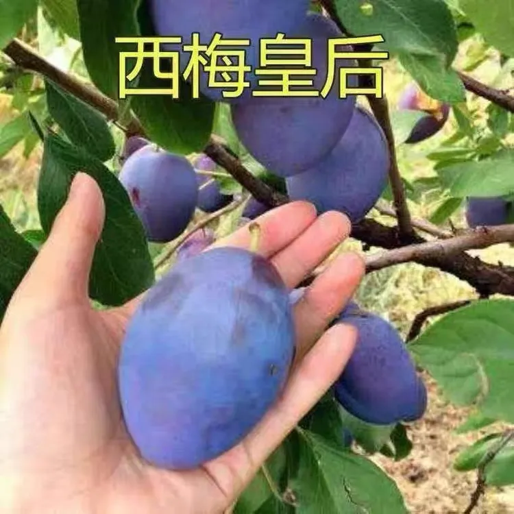西梅树树苗盆栽地栽当年结果南方北方种植西梅李子果树苗庭院种植