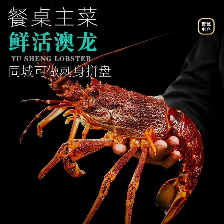 鲜活澳洲龙虾南澳澳龙岩龙虾鲜活大龙虾超大龙虾刺身新鲜饱满发货