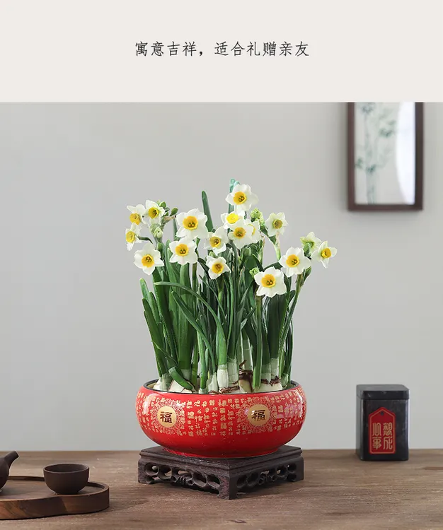 （20公分陶瓷盆）水仙花矮化好水培花卉耐寒浓香型室内外好养年宵花