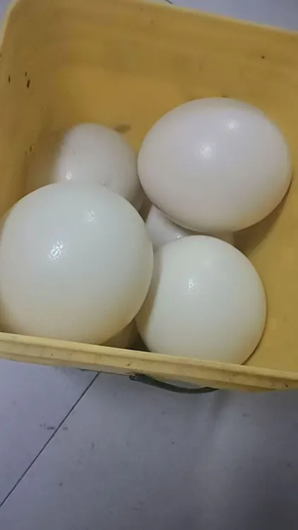 农村小姐姐养殖鸵鸟蛋