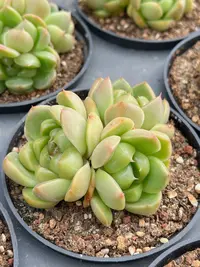 比耶拉珍妮群2颗4-6头（6-8cm）脱土金先生精品多肉